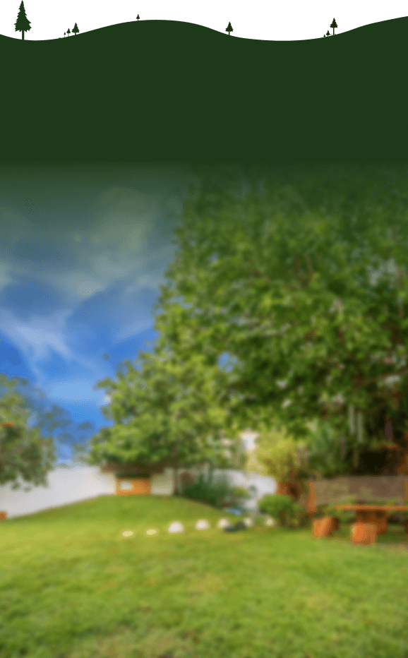 Serene backyard garden